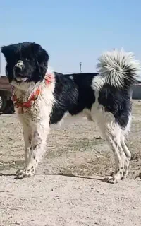 سگ اله نر گله ی جونوری  ۳ ساله