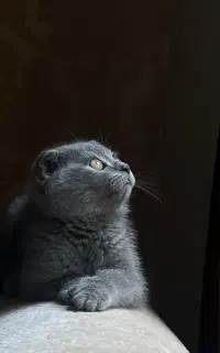 فروش اسکاتیش سه ماهه