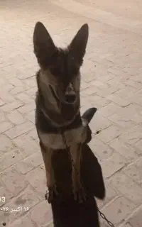 سگ ژرمن