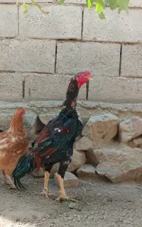 خروس لاری اوشامو افغان
