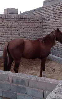 فروش یک راس اسب نریون سه‌ساله