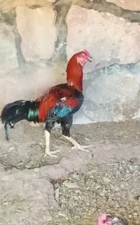 خروس لاری افغان