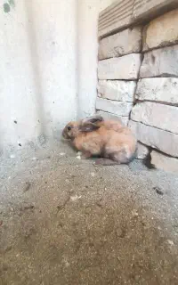 خرگوش
