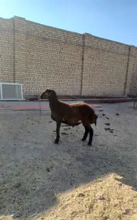 بره قوچی افشار