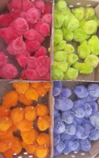 پخش عمده اردکlmجوجه محلی رسمیzxسلطانfجوجه رنگی