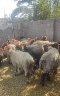 فروش 19راس شیشک میش  بره دار جوان بختیاری