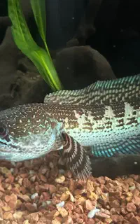 چاناگلدن کبری  ۳۰سانت (دو عکس اول بدون نور میباشد)