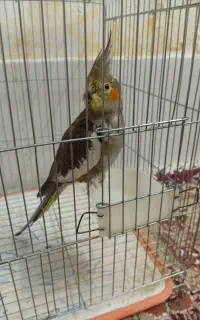 عروس هلندی ماده کار داده