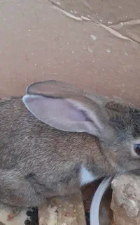 خرگوش