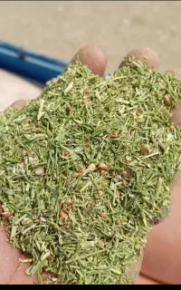 خارشتر