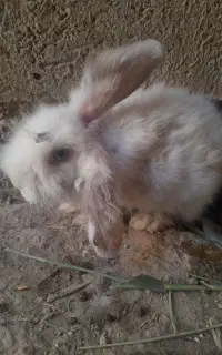 همستر خرگوشی