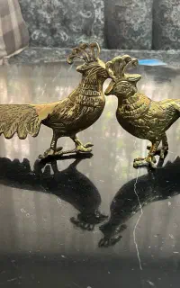 طاووس نر و ماده