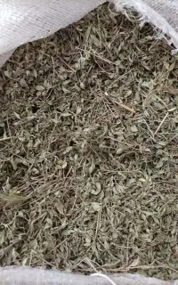 کاکوتی دست چین شده از کوه های زنجان