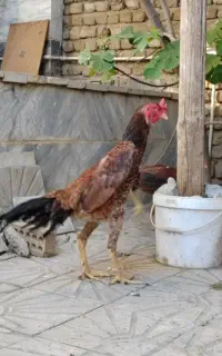 خروس لاری