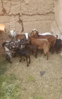 بز و بزغاله