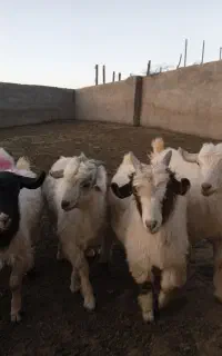 کره رگایی