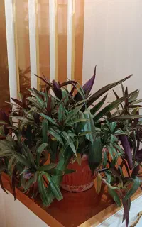 دونه ای پنجاه تومن