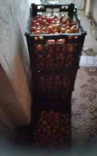 تماته
