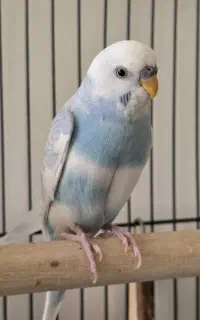جفت مرغ عشق آبی