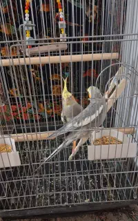 جوجه عروس ۴ ماهه