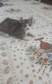واگذاری ۴ عدد گربه در شهر سهند