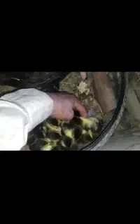 جوجه اردک خارجی