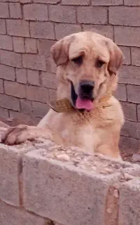 دوپژدراصیل ونسل دار