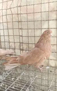 کفتر