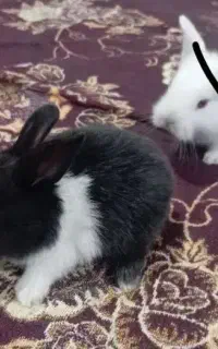 دوتا خرگوش کوچولو و سالم(هردو300)