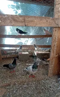 کبوتر