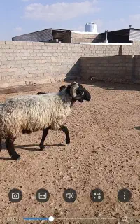 قوچ