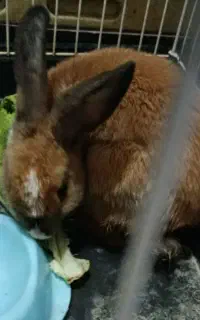 خرگوش