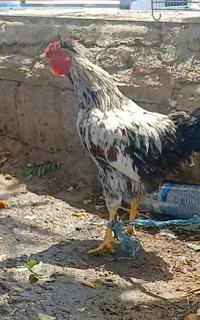 خروس فروشی