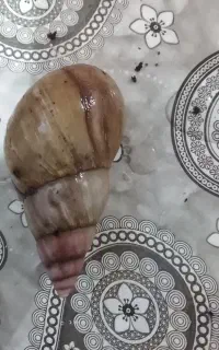 حلزون البینو در بردسیر