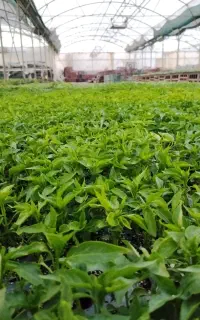 عرضه عمده و تکی نشا صیفی جات