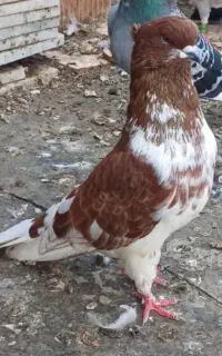ایجو کبوتر سنم
