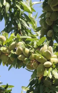 فروش نهال های بادام در گونه های خاص دیرگل سردسیری