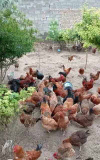 گلپایگانی ۳ماهه و تخم گذار زیر قیمت بازار