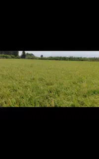 بذر شالی فجر سوزنی ۷۵ روزه