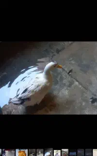 اوردک زیبا وسالم