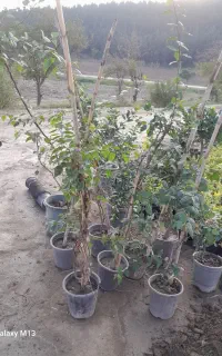 گل کاغذی رونده
