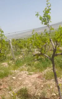 نگهبان وکاردرتاکستان