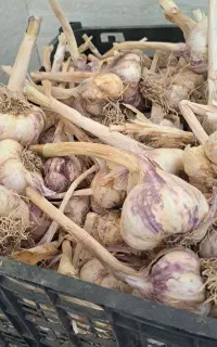 سیر خشک دانه درشت