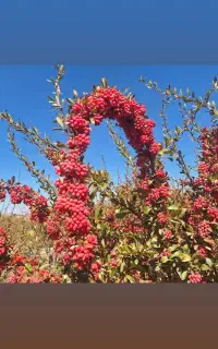 زرشک پفکی هنوز رو تالار هست فروشی