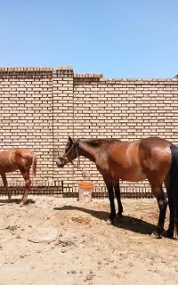 دو عدد اسب مادیان جوان