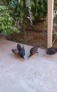 جوجه خروس