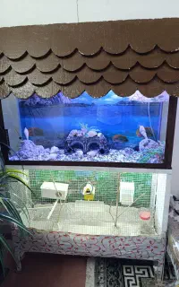 آکواریوم وقفسه پرنده