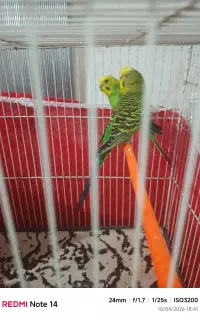 دوجفت مرغ عشق