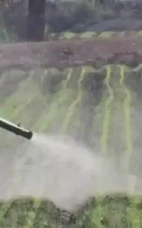 گروه سم پاشی شلتوک