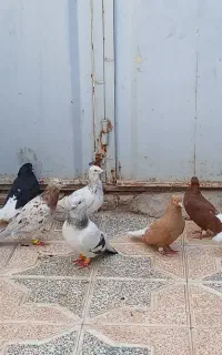 پرندگان